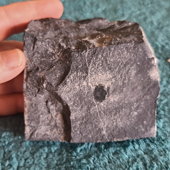 Trillobite Fossil Stone - Picture 7 of 10